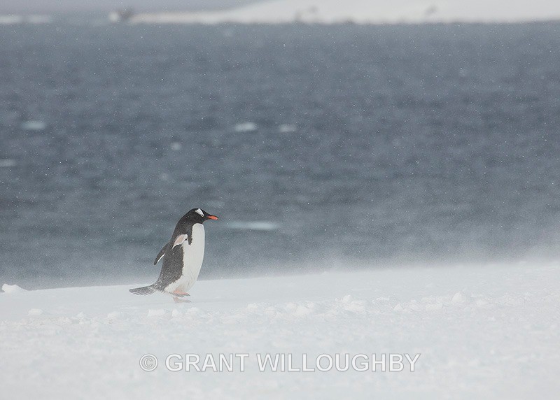  - Antartica