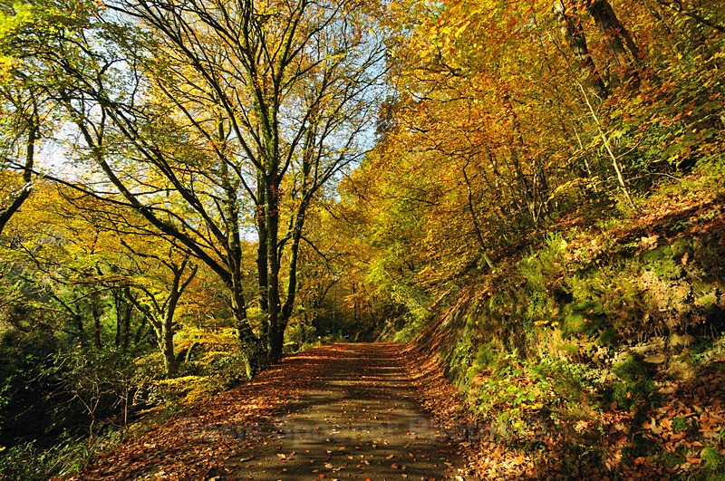2 Kilminorth Wood Autumn - Looe