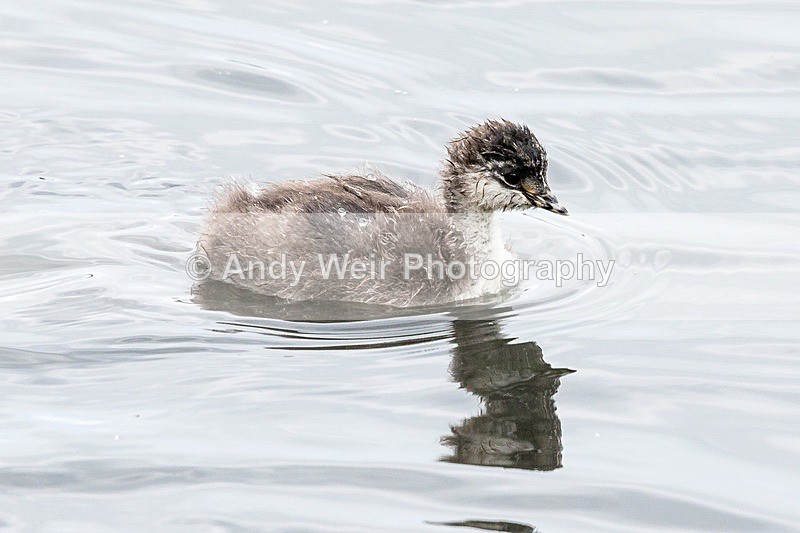170601-untitled0047 - Black-necked Grebe