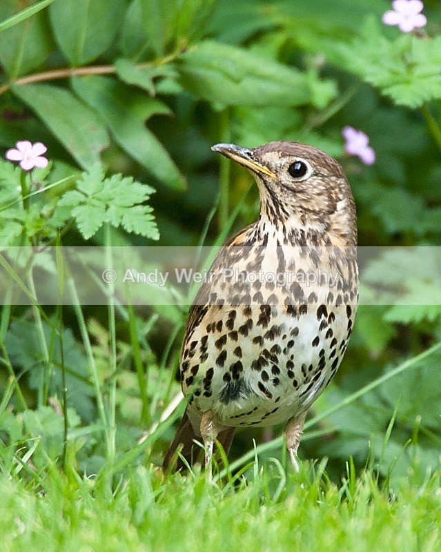 20090602-2009 06 02 009 - Thrushes