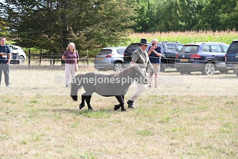 WJ6_7033 - Class 21 Shetland & Mini Horses