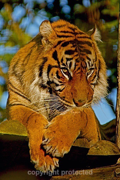 Sumatran Tiger - Fabi (Chester Zoo) - Tigers