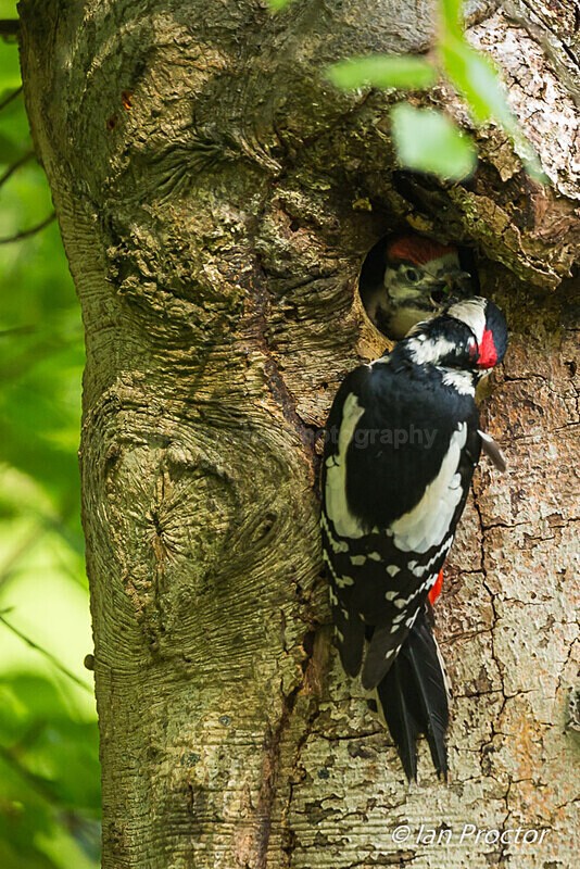 Feeding the impatient Great Spotted Woodpecker Chicks - 6 of 6 - Nature