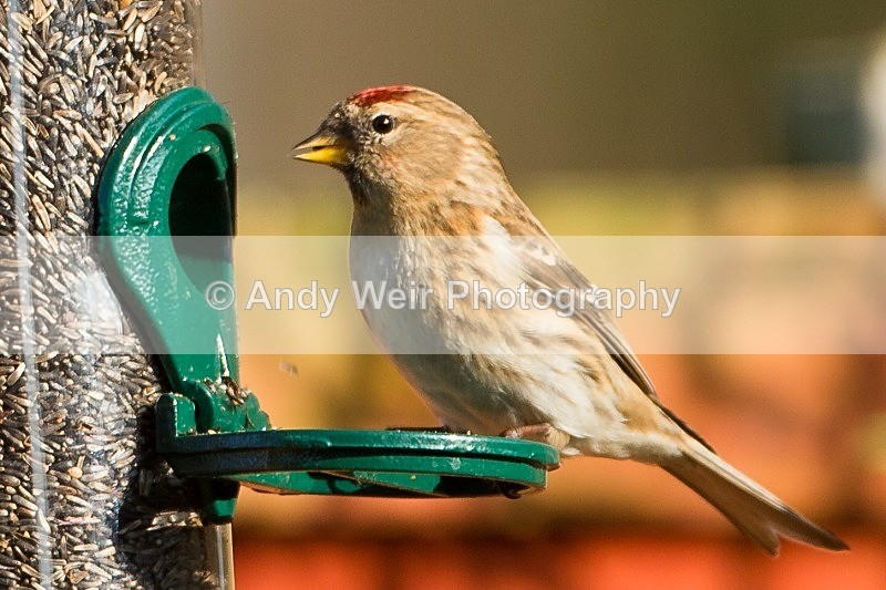 20120328-_MG_0053 - Redpoll