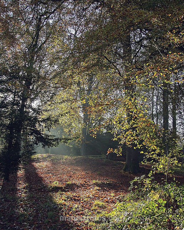 Hillsborough Park - Irelands landscapes