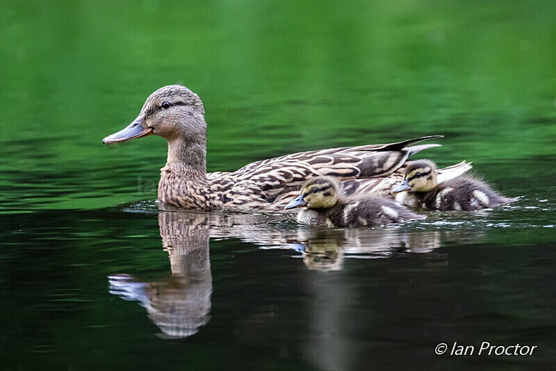 Female Mallard & 2 Ducklings - Nature