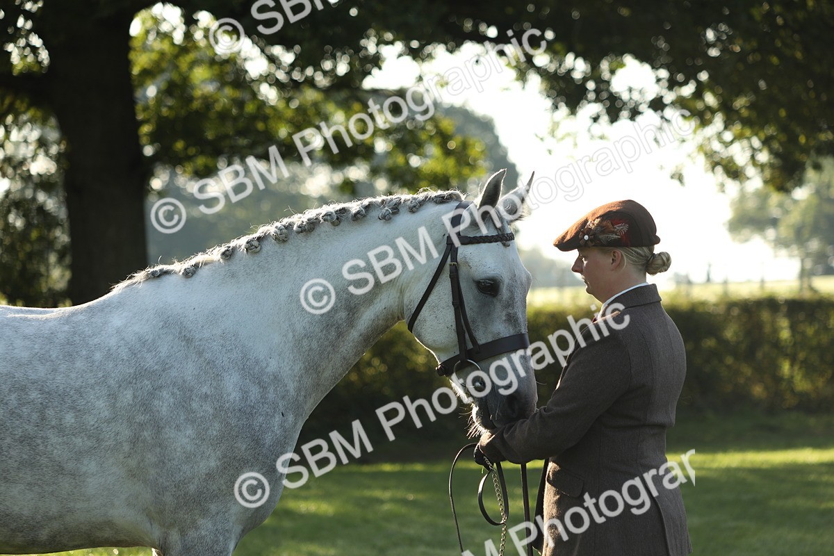 SBM_57960 - S42 - Youngstock