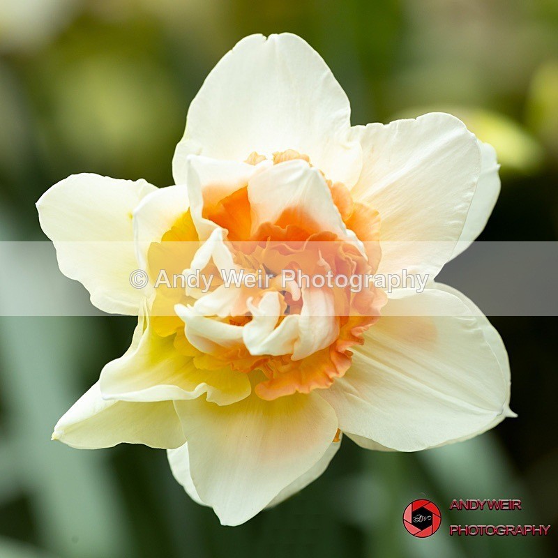 190327-untitled-1L4A0515-Edit - Plants & Flowers