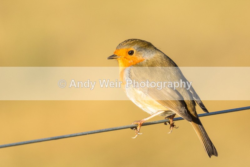 20161129-8E0A3104 - Robin