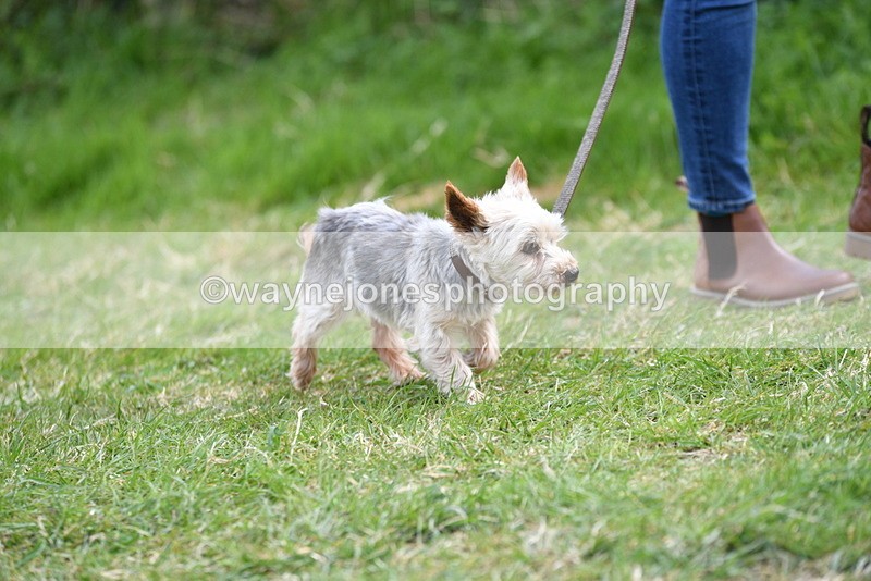 WJ5_9946 - Class 5 Best Veteran / 7 years & over