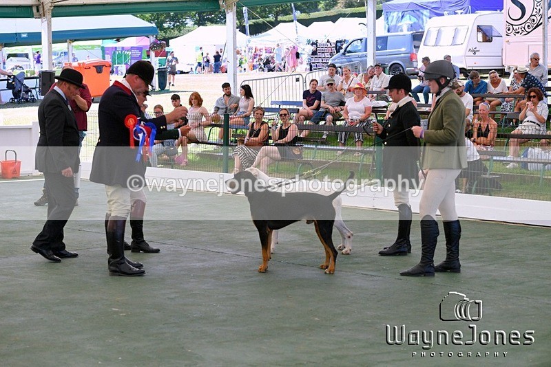 WJ5_1204 - Berks & Bucks at the Great Yorkshire Show 2025