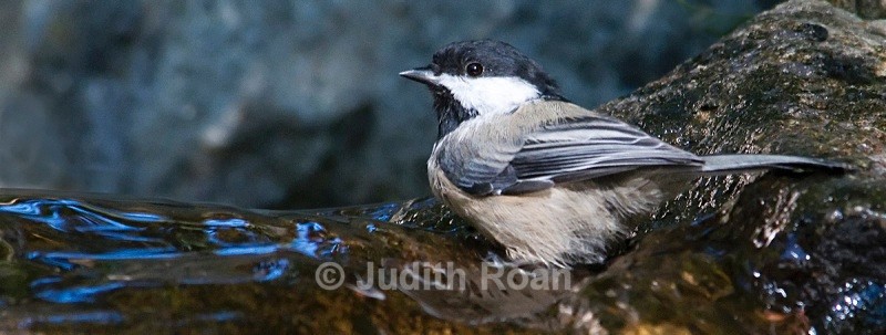 Black-capped Chickadee - Backyard Bathing Birds