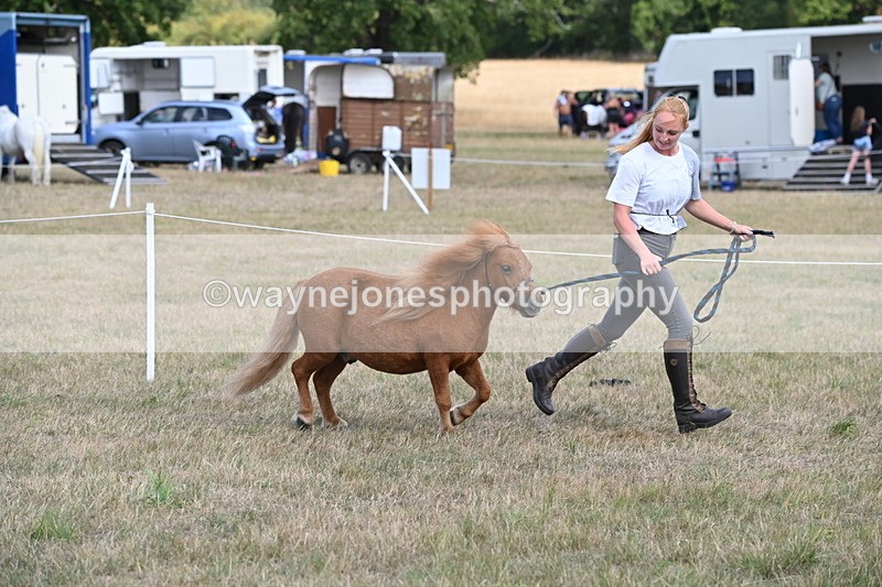 WJ6_6880 - Class 21 Shetland & Mini Horses