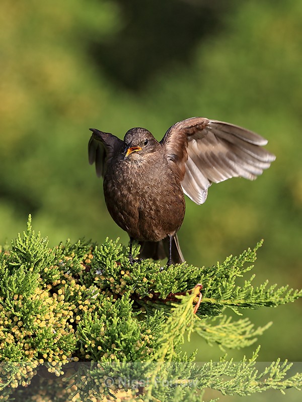 Blackish Cinclodes, Carcass Island, Falklands - Tussockbird (Blackish Cinclodes)