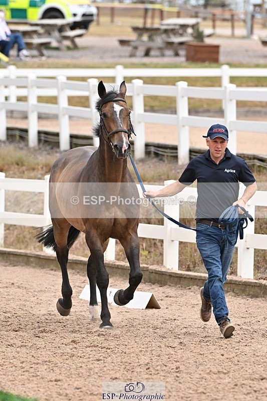 250716-144151-01322 - Trot Up 2.30 to 3.30