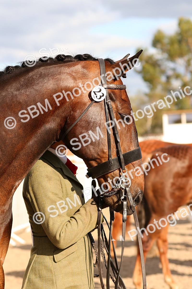 SBM_18401 - Class 318 - IH Part Bred Horse Pony