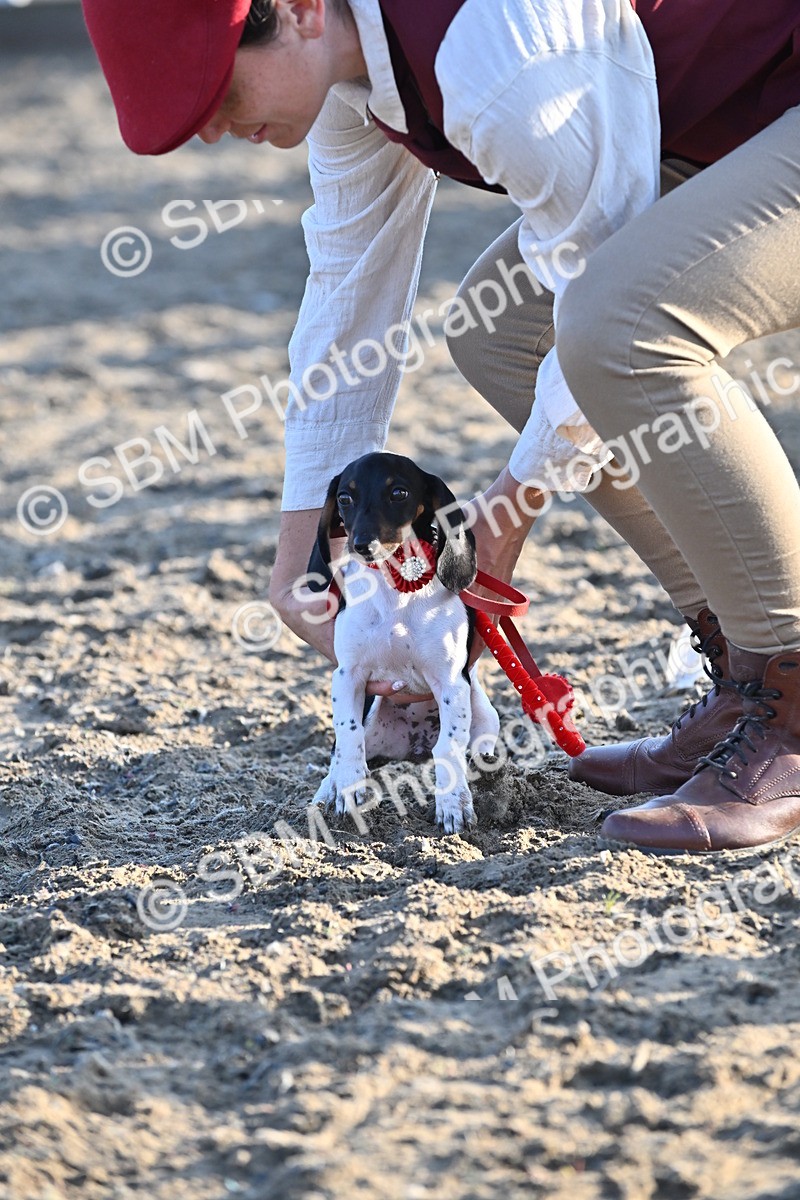 SBM_09423 - Lorry Dogs