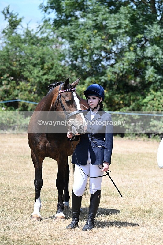 WJ7_2485 - Class 5a Most Handsome Gelding in hand (above 14.2hh)