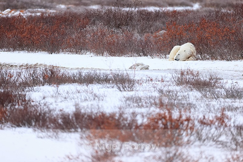 Polar Bear resting by track, Churchill, Canada - Polar Bear
