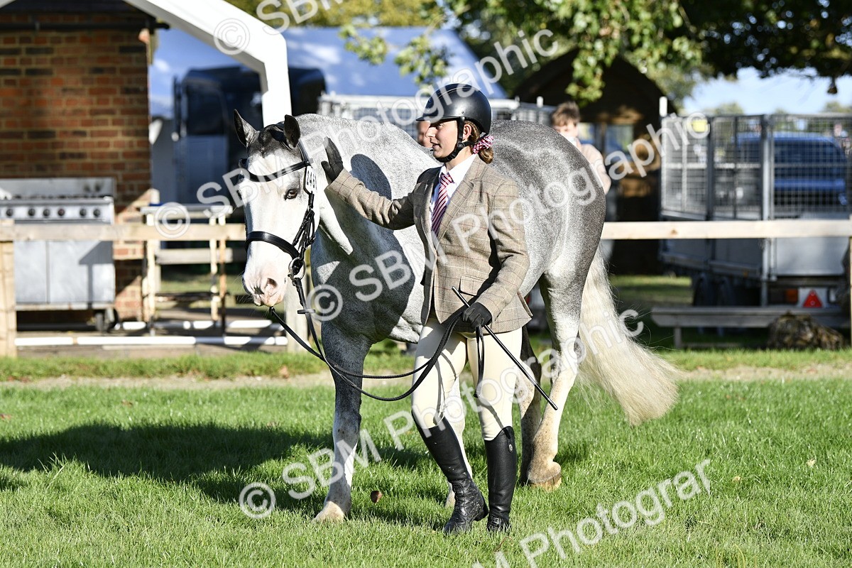 SBM_52243 - S35 - Working Hunter & Working Show Horse