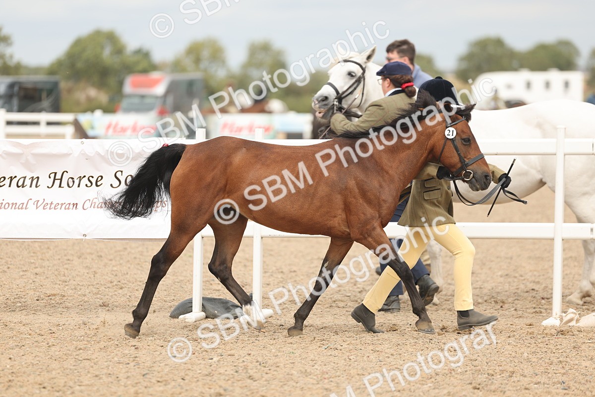 SBM_16967 - Class 312 - IH Competition Horse-Pony