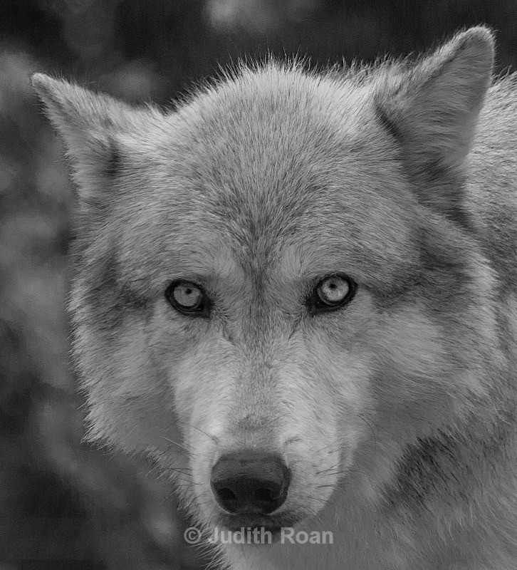 Wolf Head - Yellowstone