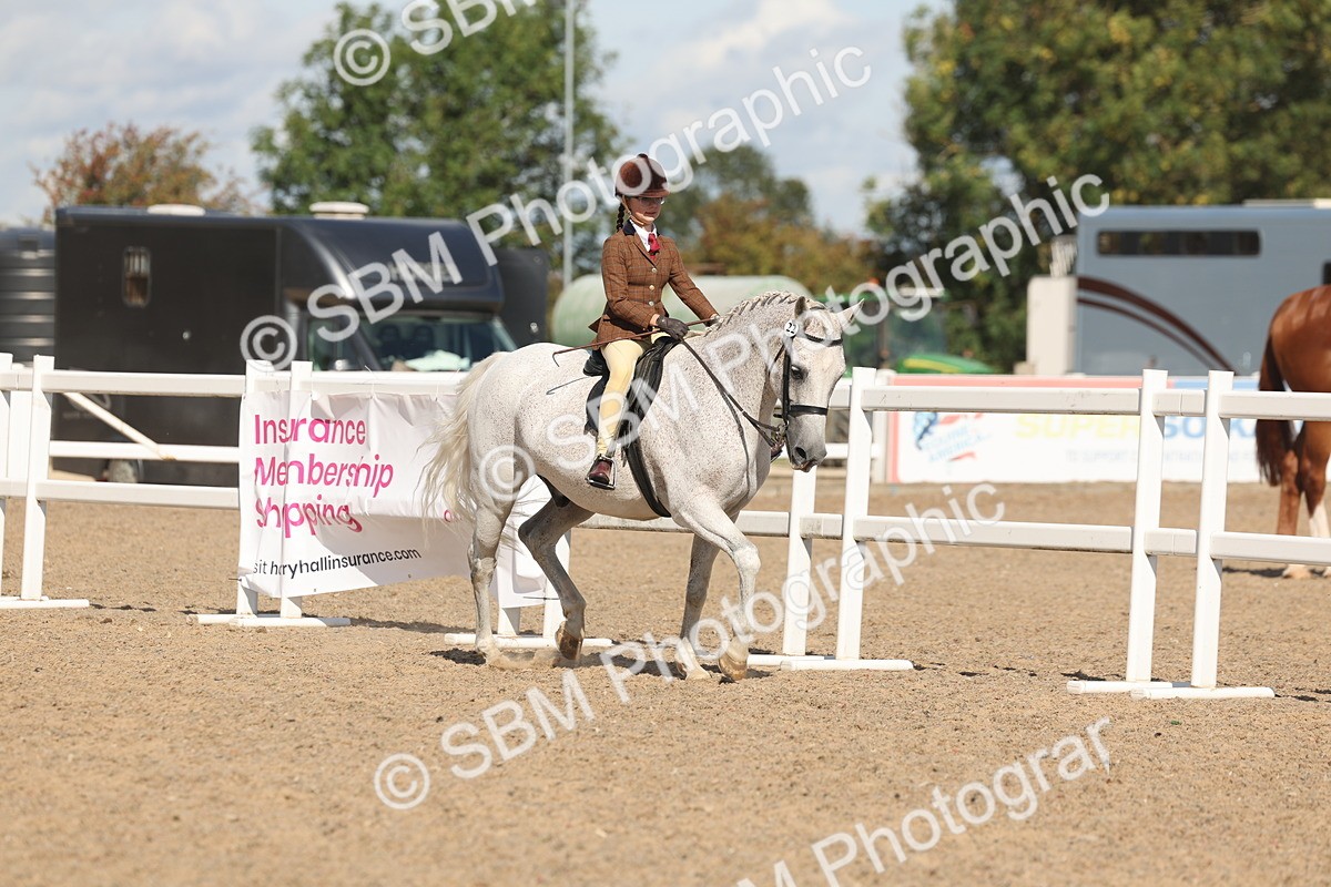 SBM_13166 - Class 306 - Ridden Foreign Breds - Part Bred