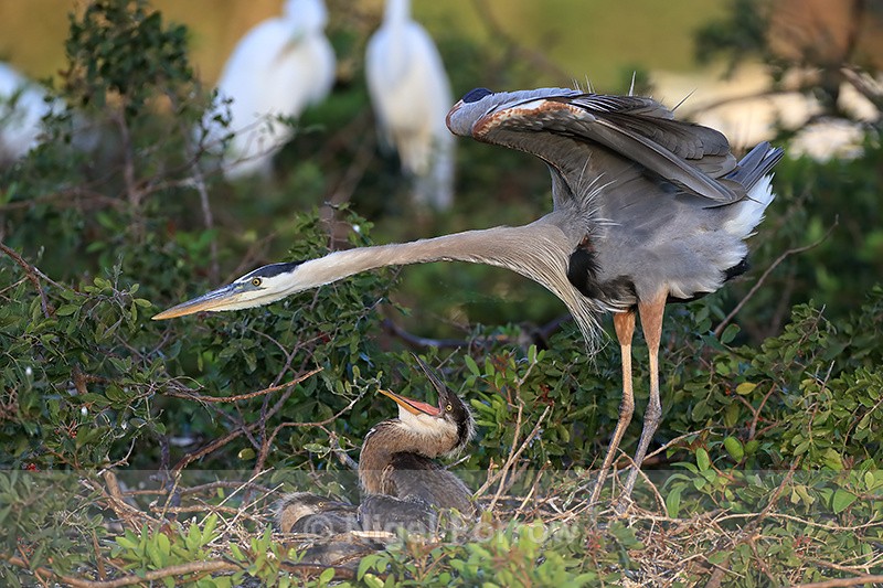 Great Blue Heron stretching at nest, Venice Rookery, Florida - Great Blue Heron