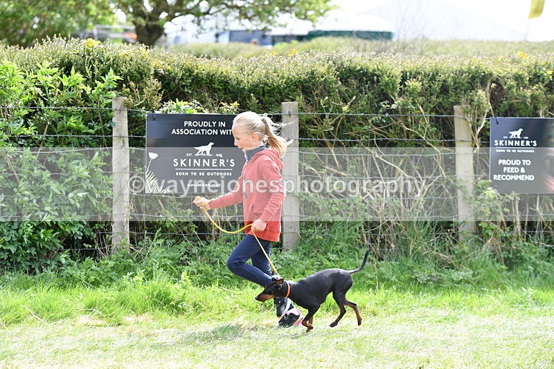 WJ5_0609 - Class 7 Best Terrier