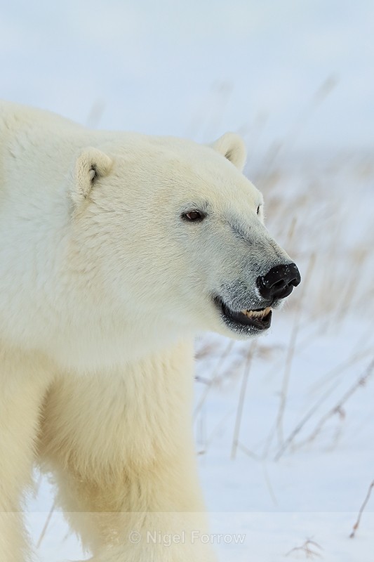 Polar Bear portrait, Gordon Point, Churchill, Canada - Polar Bear