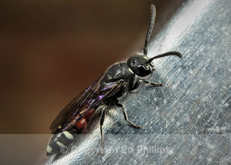 Sapyga quinquepunctata (f) - Sapyga quinquepunctata