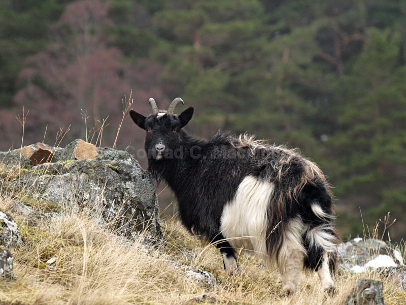 Wild Goat - wild and free
