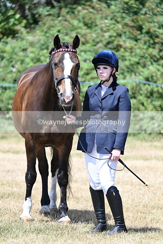 WJ7_2401 - Class 5a Most Handsome Gelding in hand (above 14.2hh)