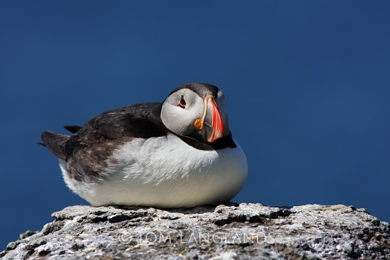 Puffin - Gannets and Puffins