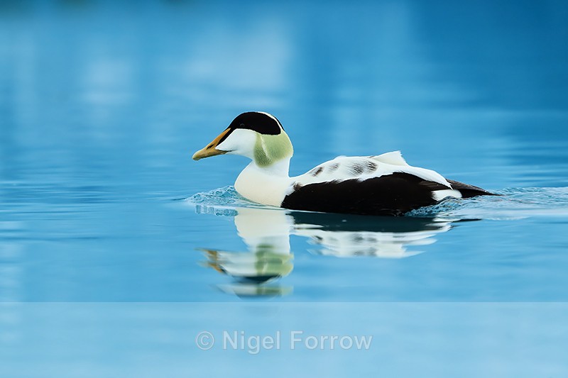 Drake Eider on glacial lagoon, Jokulsarlon, Iceland - Eider