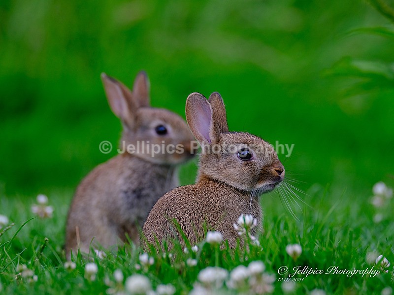 - Wildlife and Nature