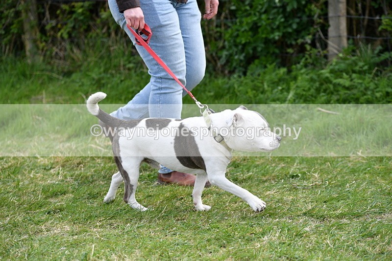 WJ5_9938 - Class 5 Best Veteran / 7 years & over