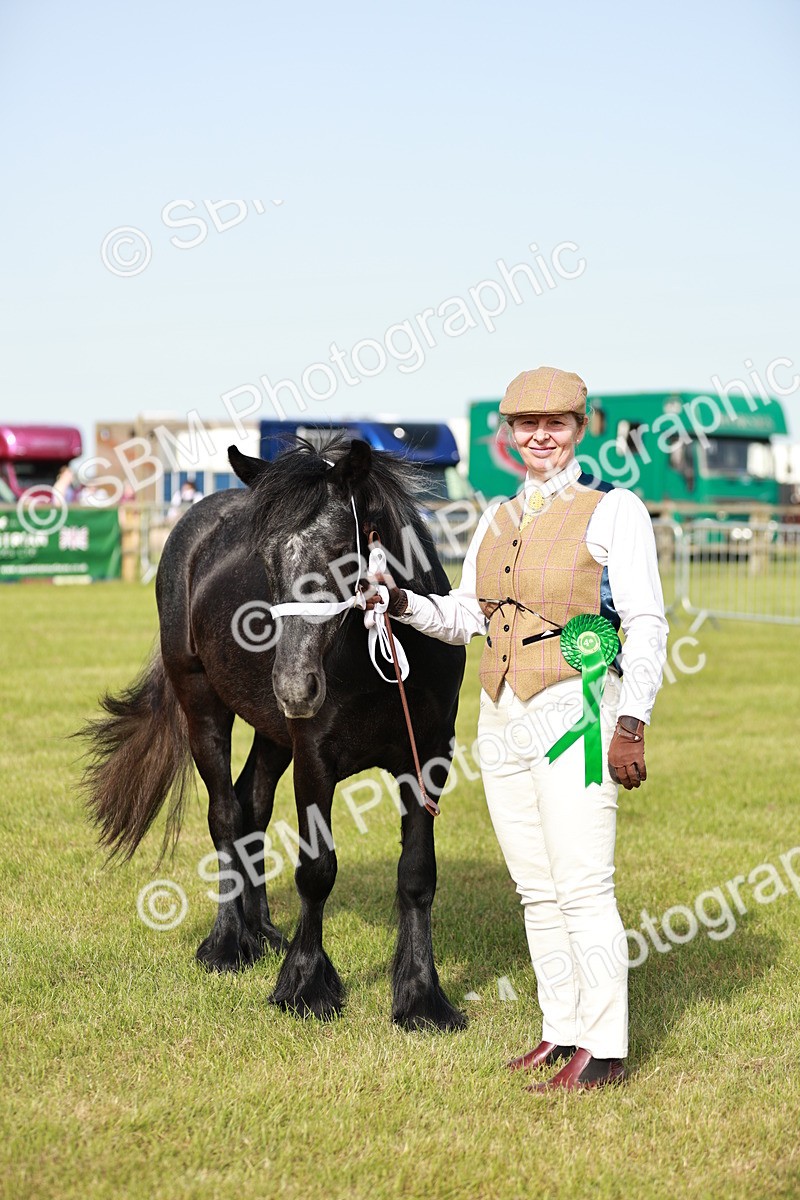 SBM_00773 - Class 14-23 - Mountain & Moorland In Hand Non Welsh