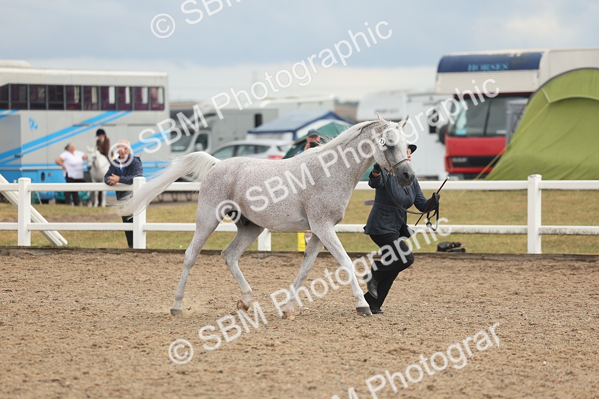 SBM_07916 - Class 28 - IH Veteran Horse