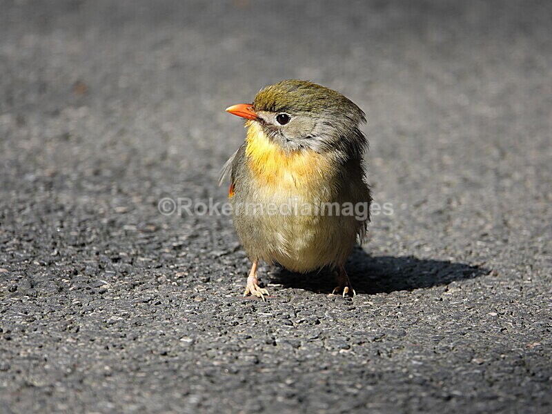 CHINA__0106 - China 2019
