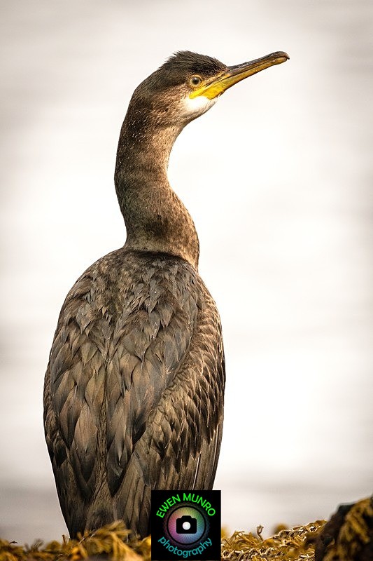 BBW-29-Waterside Shag - Water-based Birds