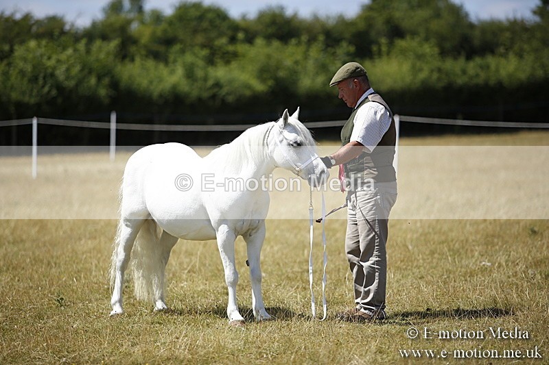 _C7A0166 - In Hand Championship BVRC Show 2018