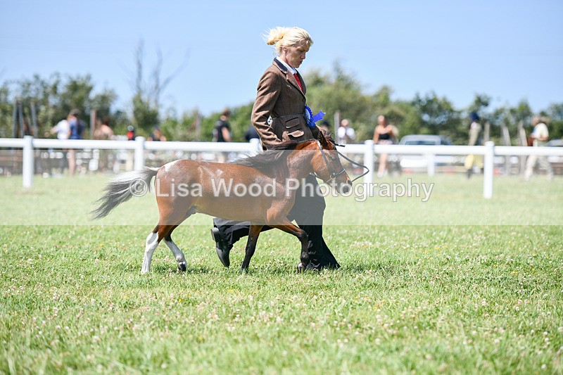 DSC_7269 - Miniature Horse Championship