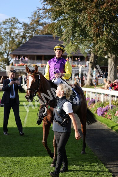 yr08102021r5-26 - Race 5 4.20pm Copper Knight - Winning Most Horse At York Handicap