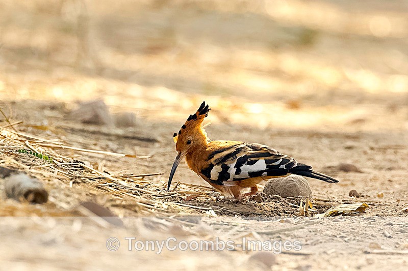 African Hoopoe - Mana Pools ~ The Birds