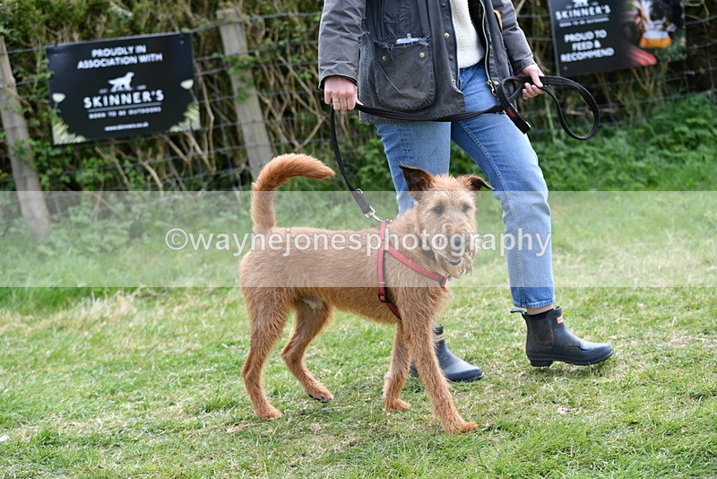 WJ5_0273 - Class 7 Best Terrier