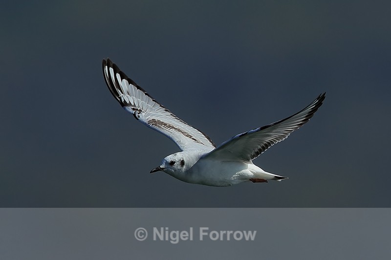 Bonaparte's Gull flying, dark background, Farmoor - Bonaparte's Gull