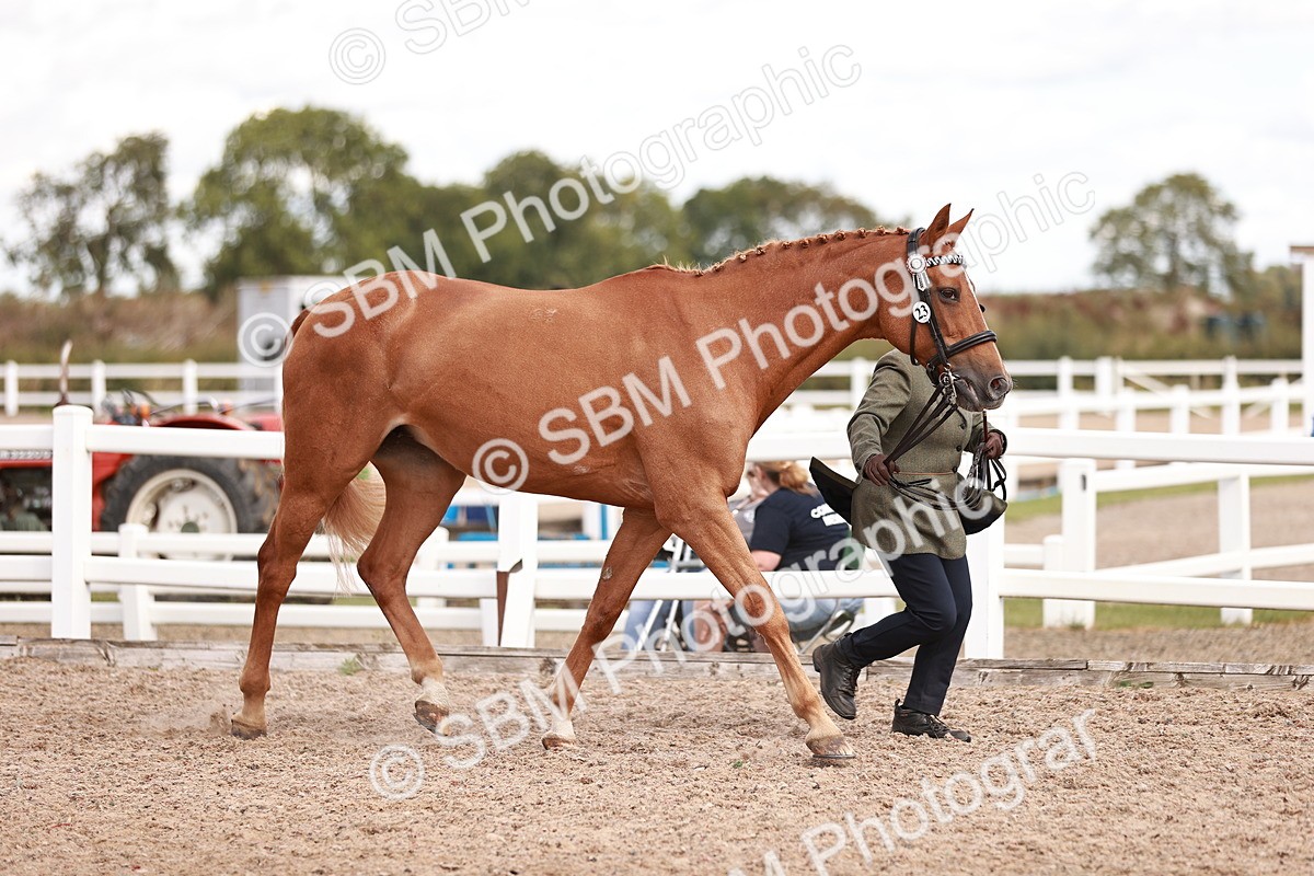 SBM_14187 - Class 407 - IH Hack Riding Horse
