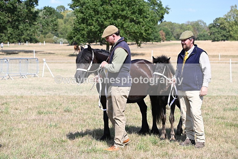 WJ6_5089 - Class 17 Mountain & Moorland