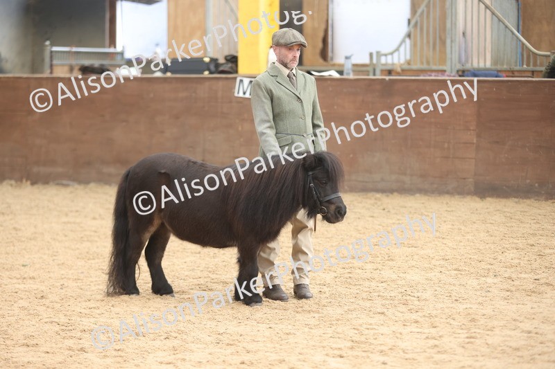 20251109-0324 - Class 13 - Mares 4 Years and Over